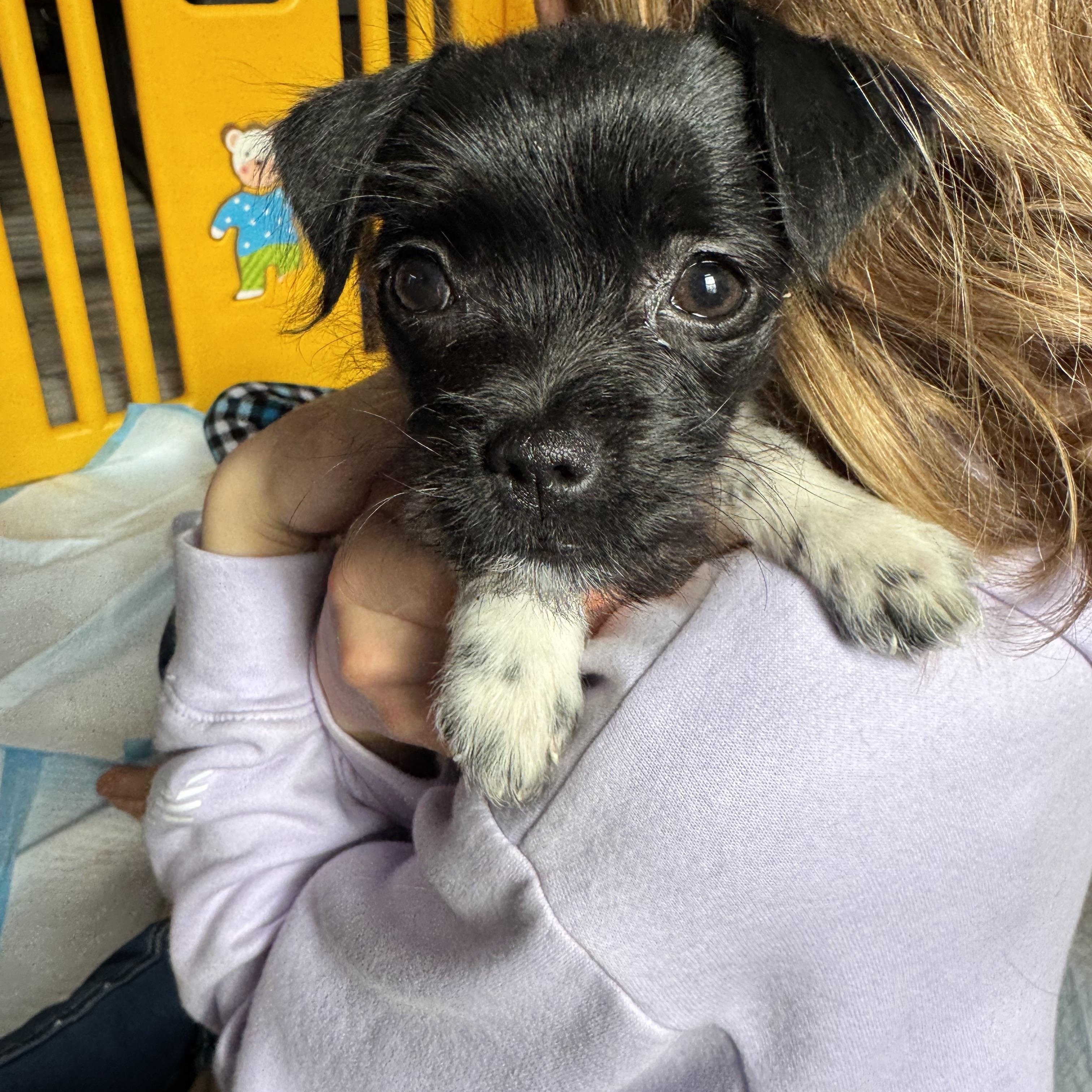 Paris , an adopted mixed breed in Gainesville, VA image 6/6