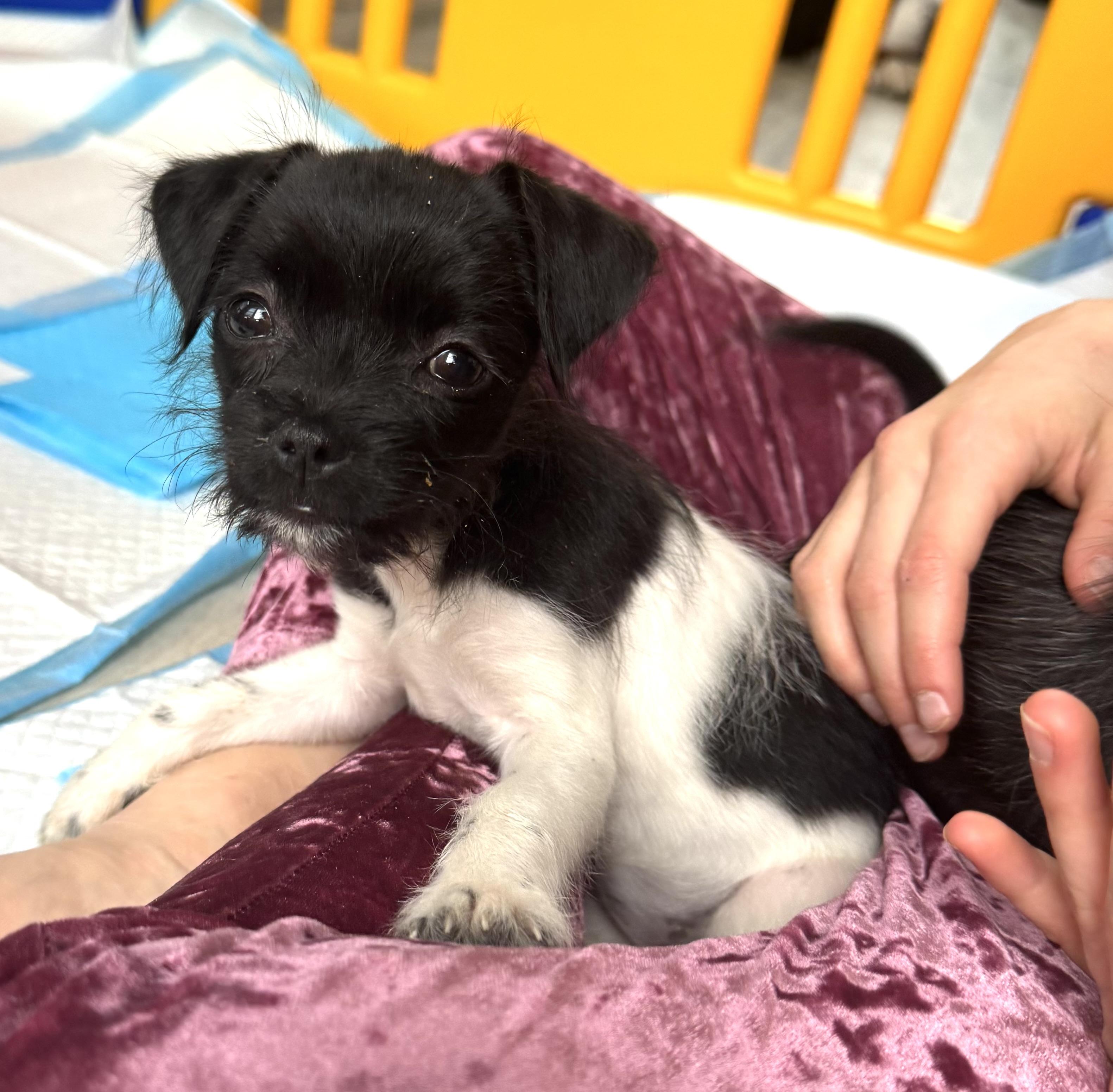 Paris , an adopted mixed breed in Gainesville, VA image 5/6