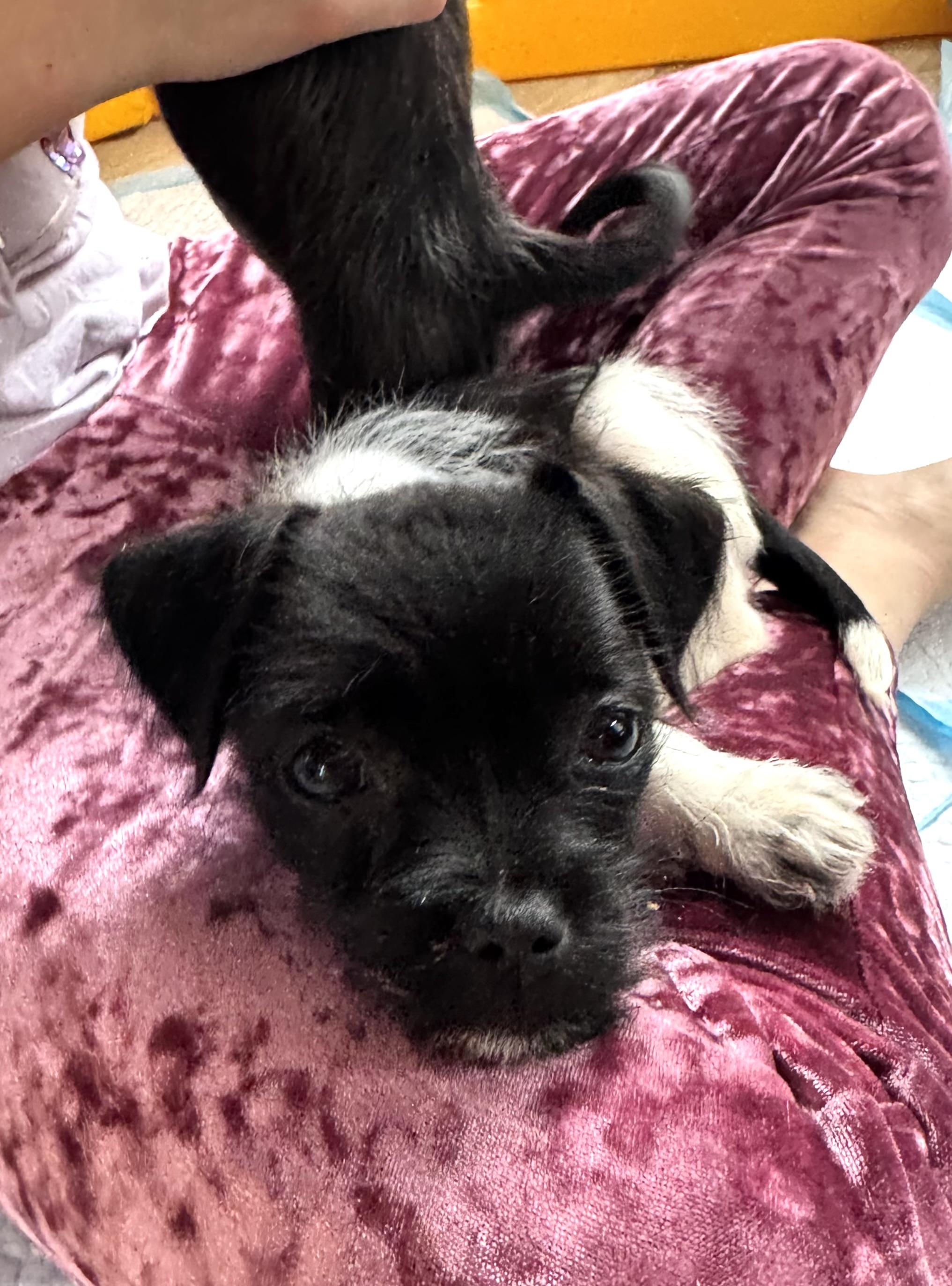 Paris , an adopted mixed breed in Gainesville, VA image 2/6