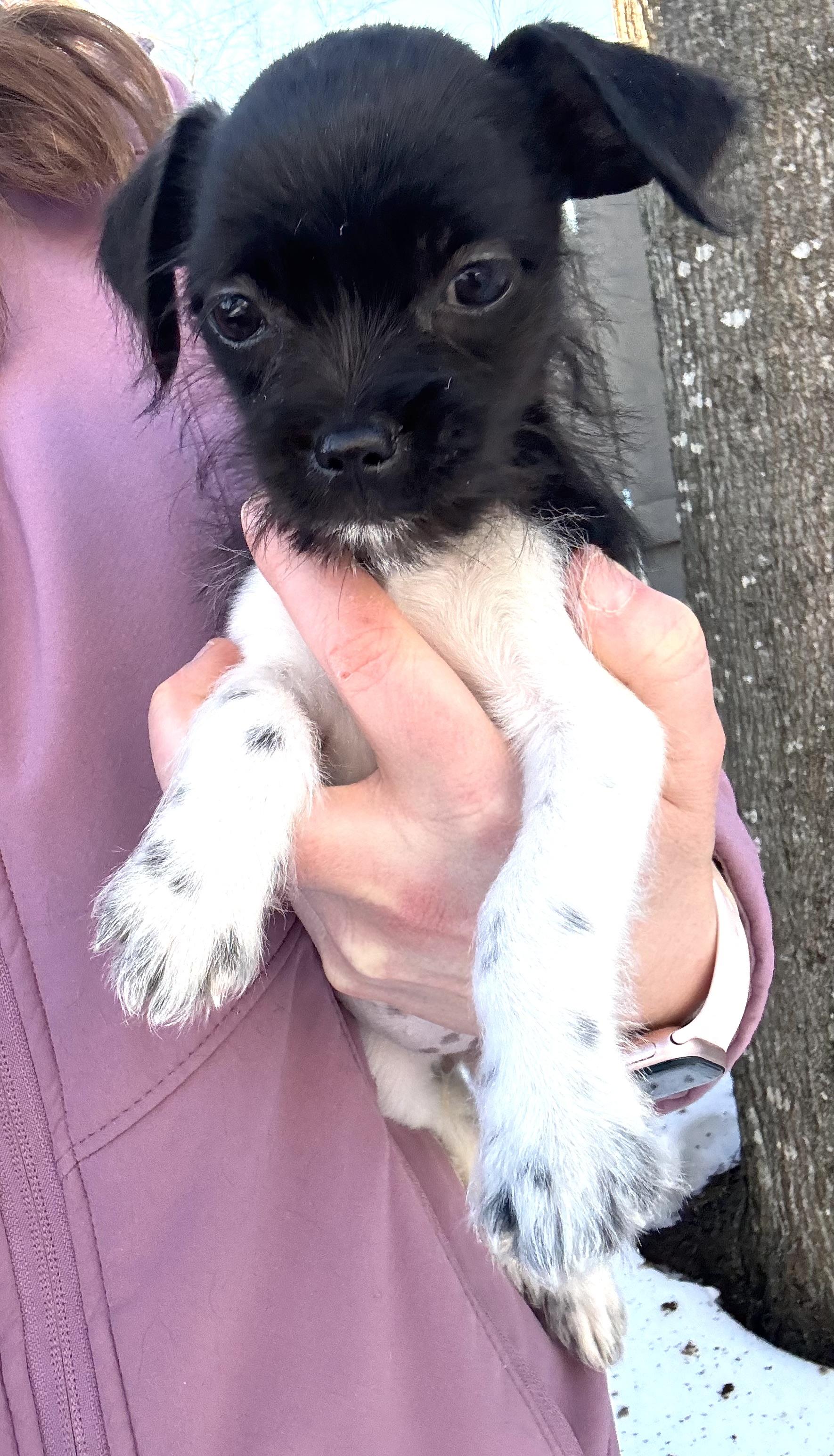 Paris , an adopted mixed breed in Gainesville, VA image 3/6