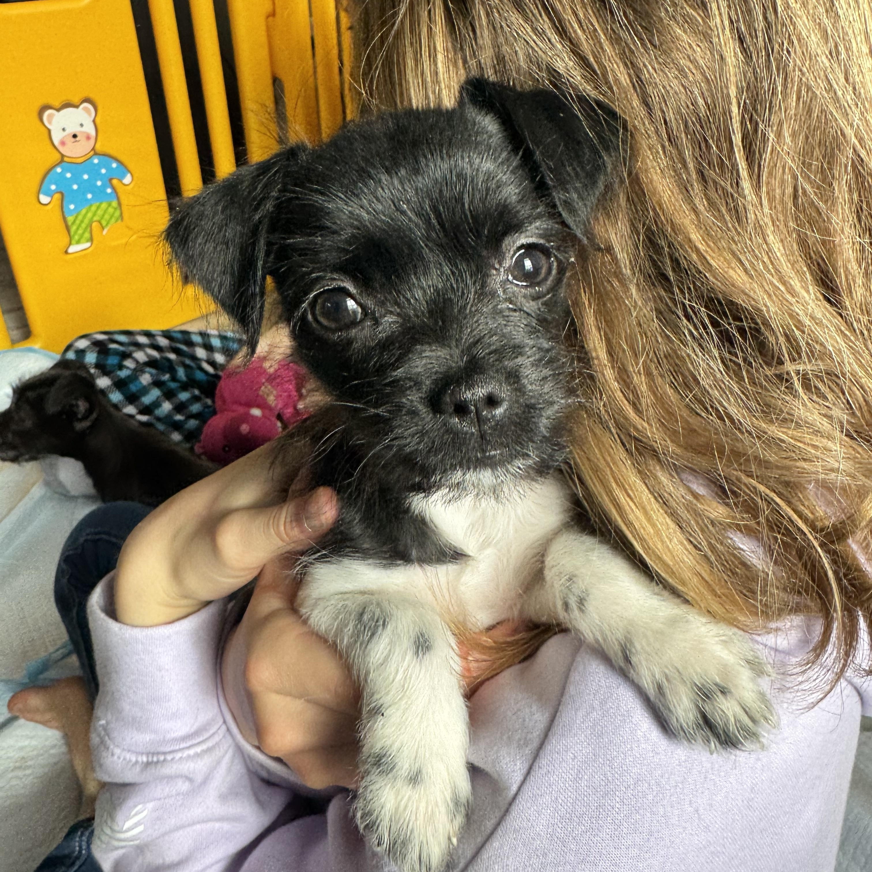 Paris , an adopted mixed breed in Gainesville, VA image 1/6