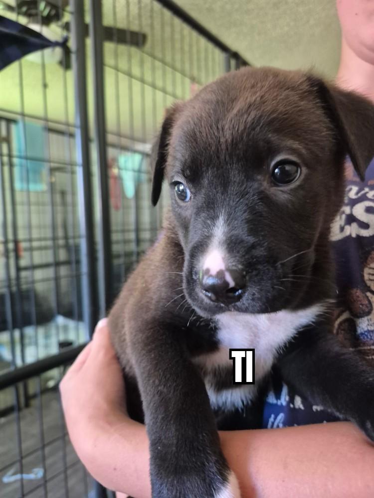 Ti