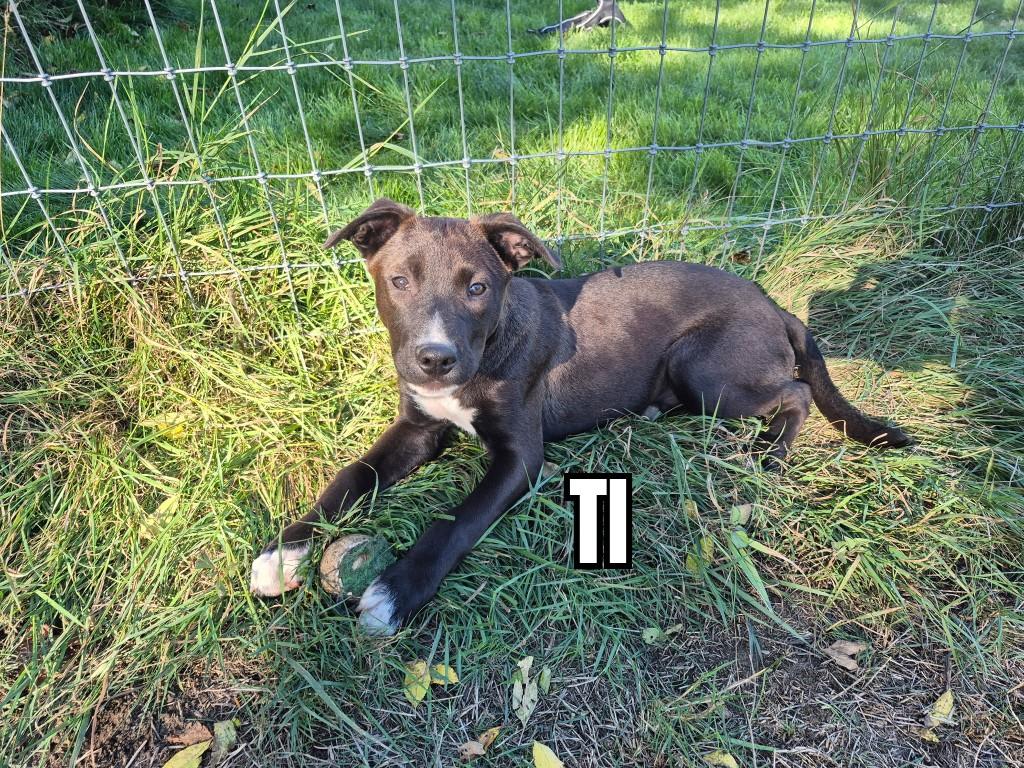 Ti, Adoptable, Puppy Male Mixed Breed.