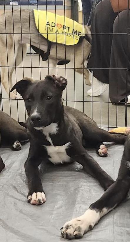 Enlarge Ti, a Adoptable mixed breed in Tacoma, WA image 1/1