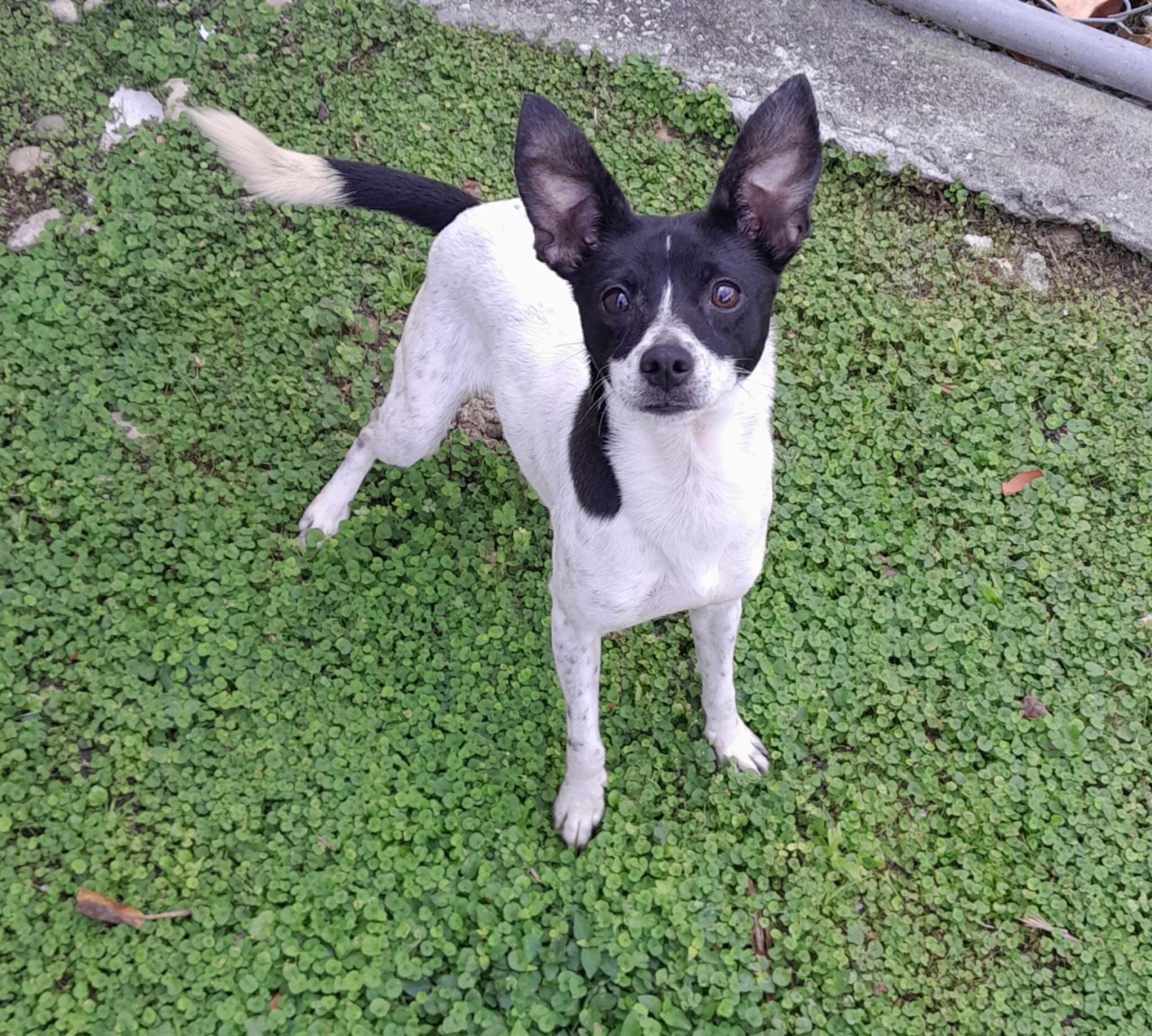 Coraline, Adult Female Rat Terrier