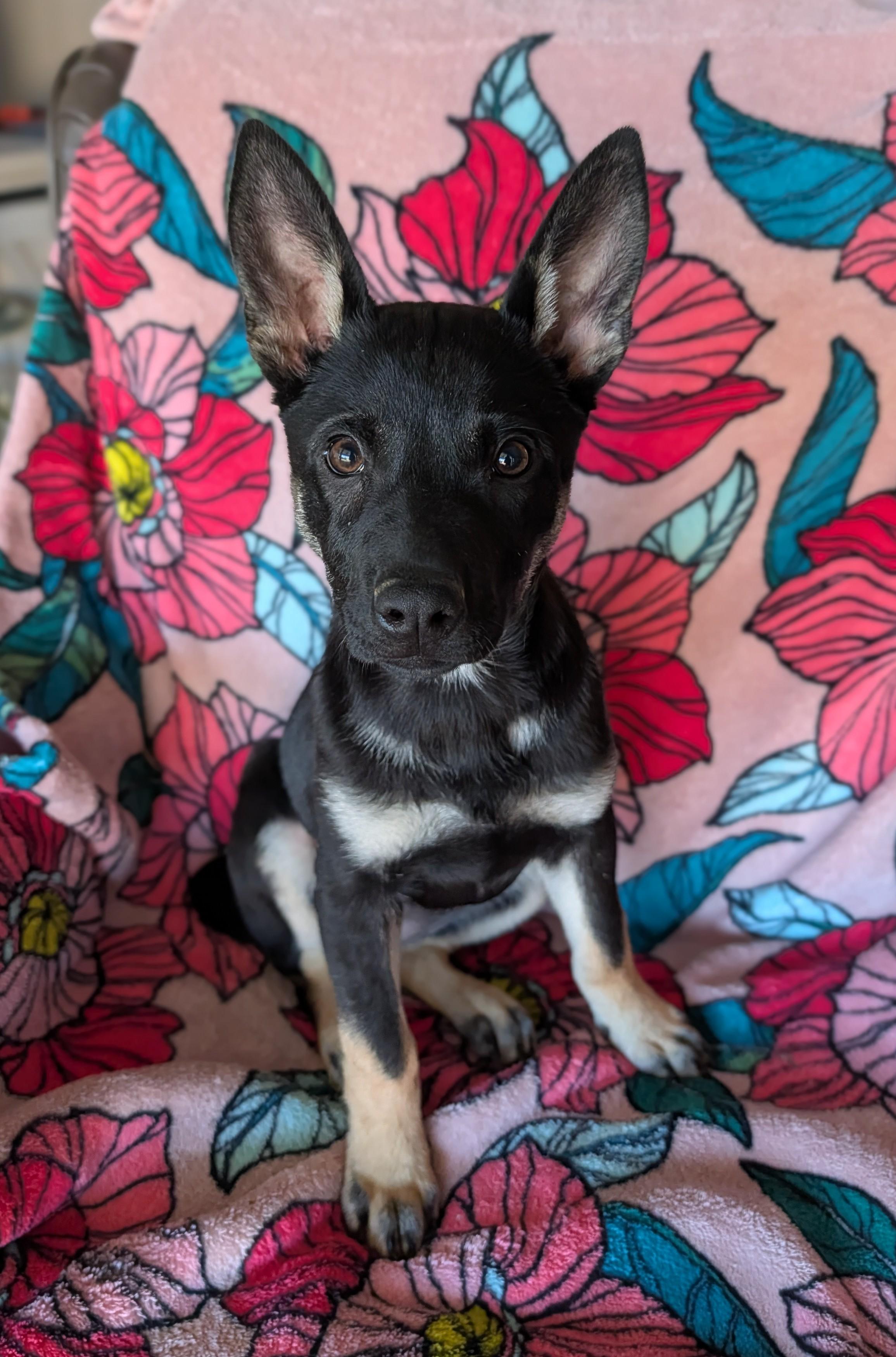 Enlarge Dahlia, an adopted mixed breed in Baton Rouge, LA image 2/5