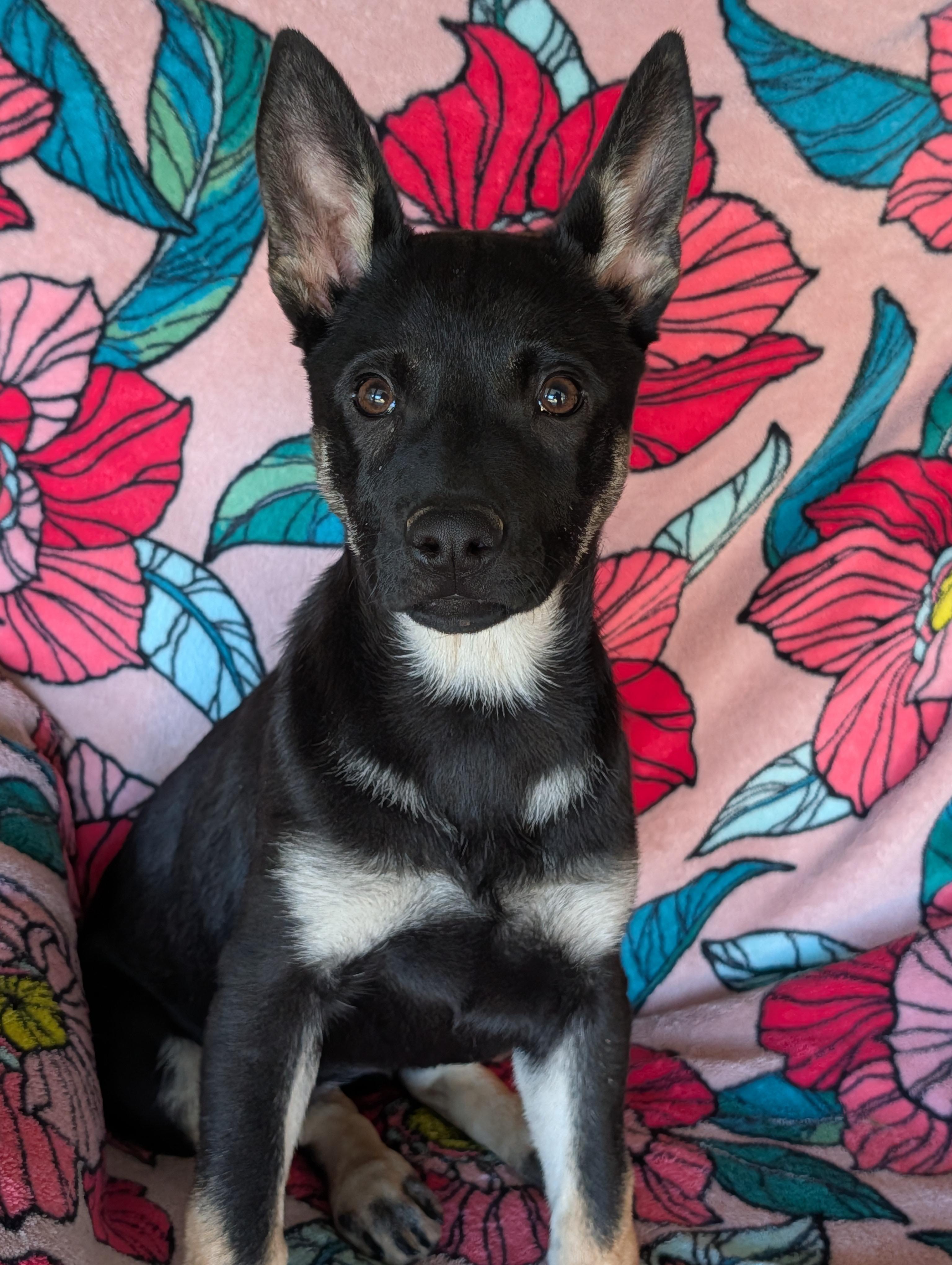 Dahlia, adopted, Puppy Female Shepherd & Australian Kelpie.