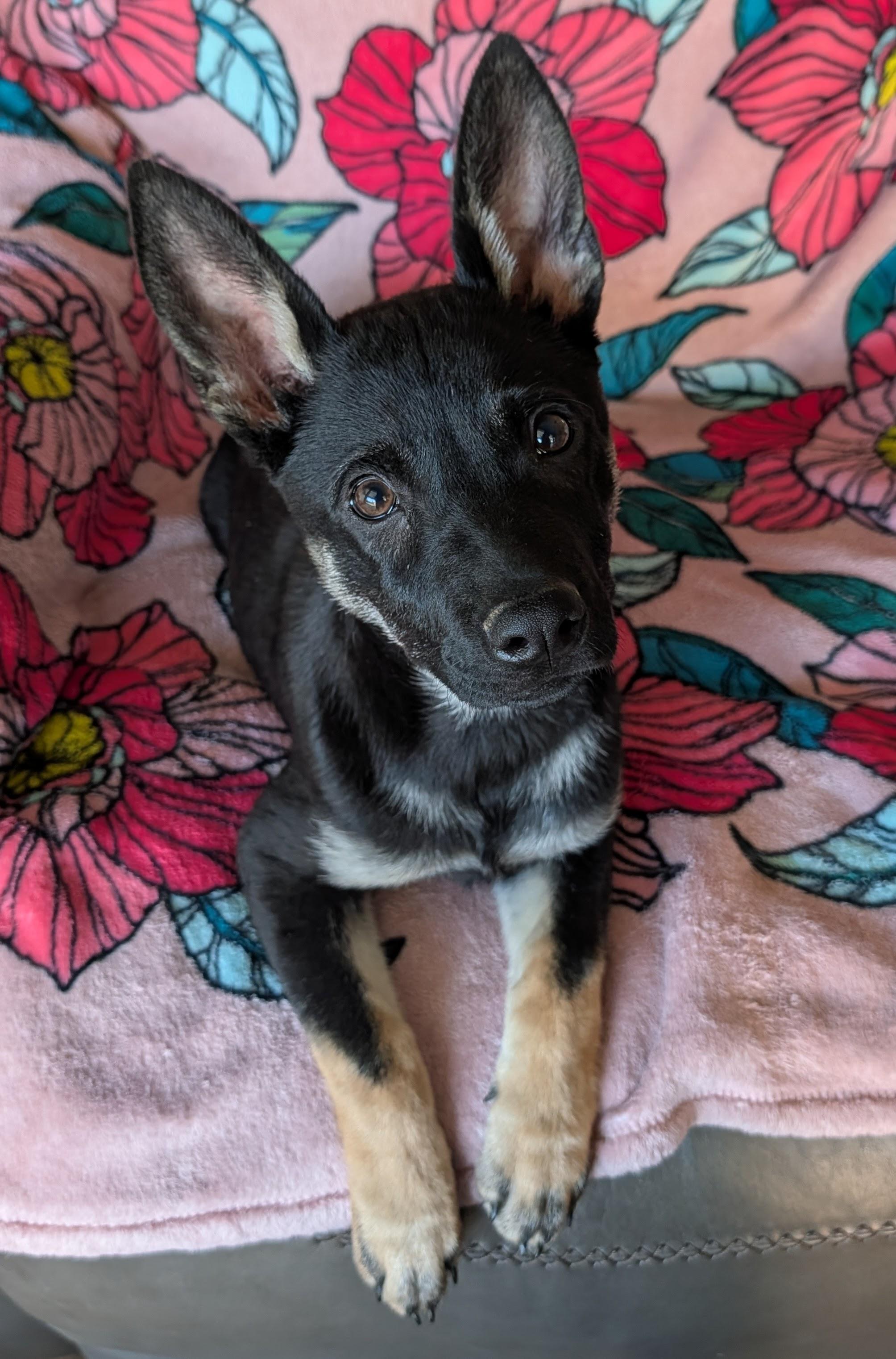 Enlarge Dahlia, an adopted mixed breed in Baton Rouge, LA image 5/5