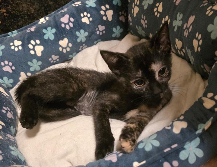 Snickers, a Adoptable mixed breed in Lafayette, LA image 2/4