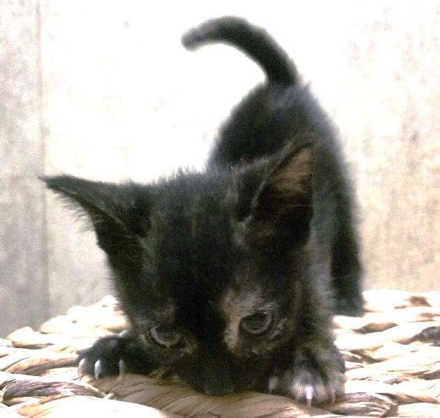 Snickers, a Adoptable mixed breed in Lafayette, LA image 1/4