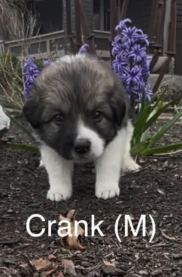 Crank (Truck Litter), Adoptable, Puppy Male Australian Shepherd.