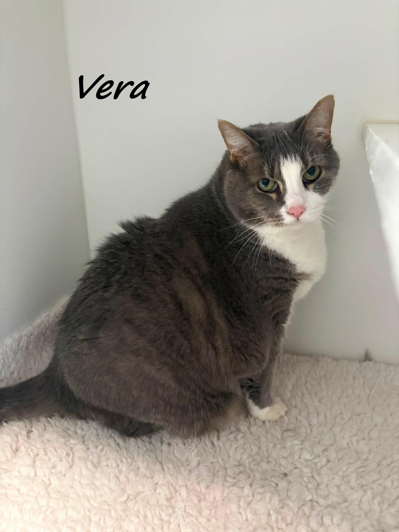 Vera, ADOPTABLE, Adult Female Domestic Short Hair.