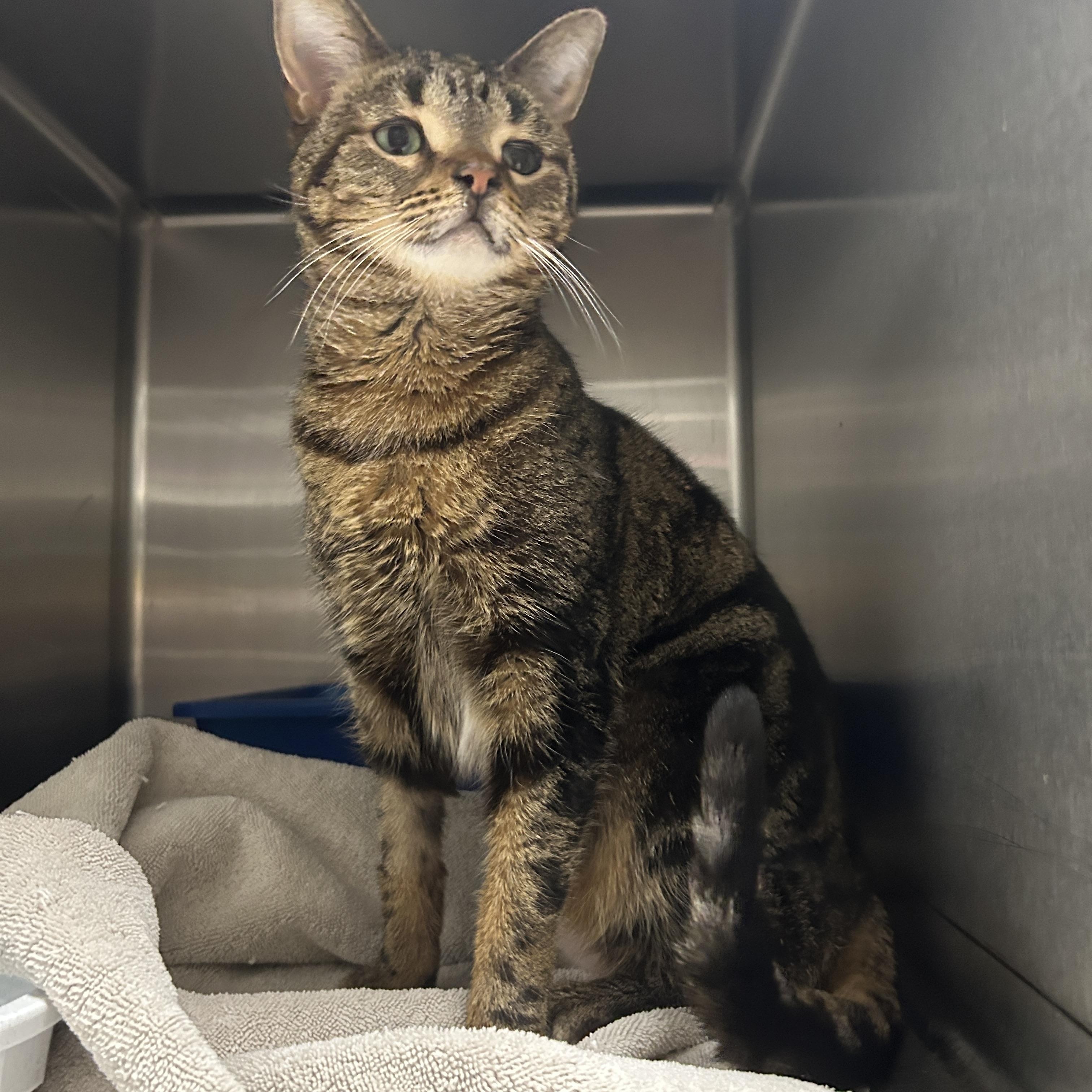 Rumi, adoptable, Adult Female Domestic Short Hair.