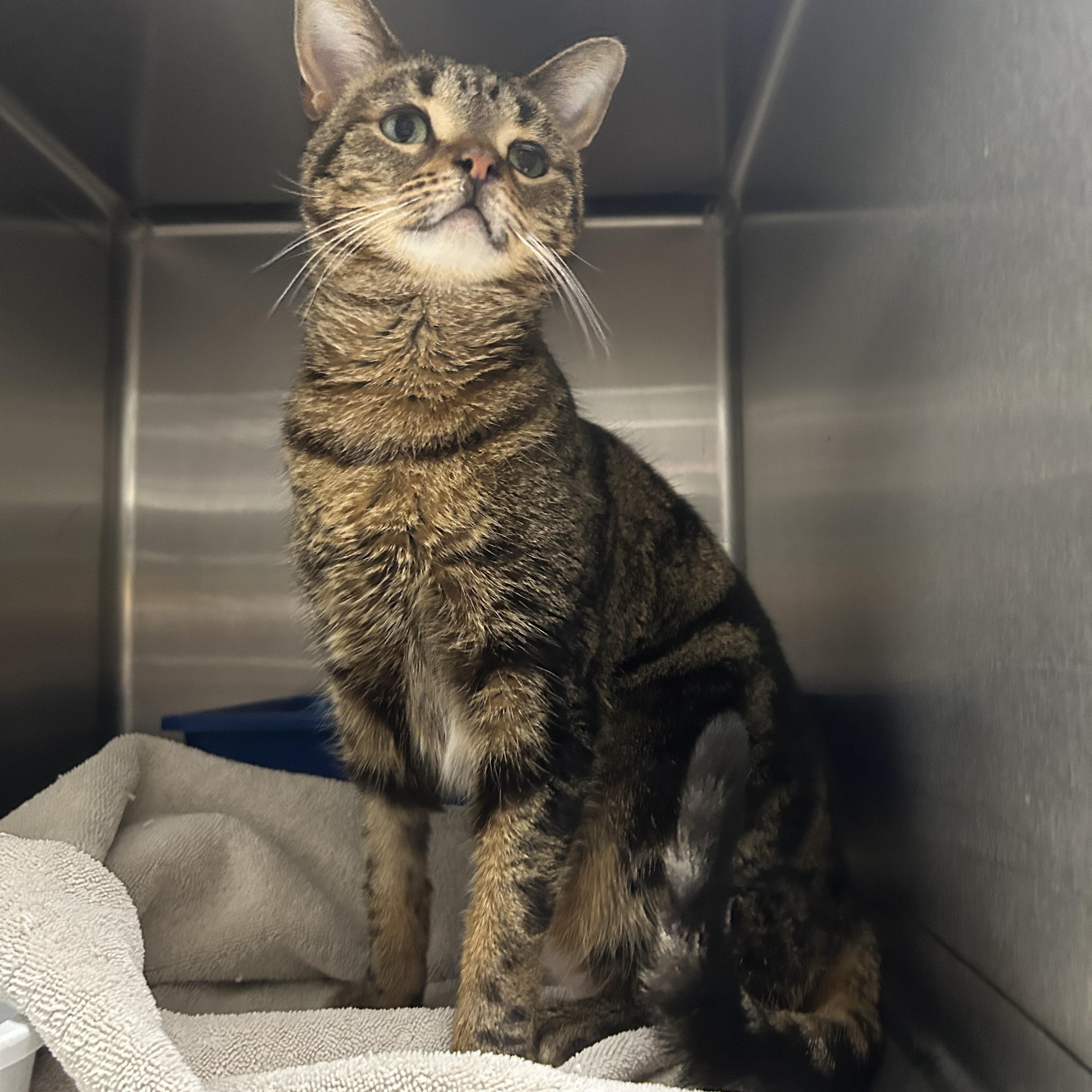 Enlarge Rumi, an adoptable Domestic Short Hair in La Grange Park, IL image 3/4