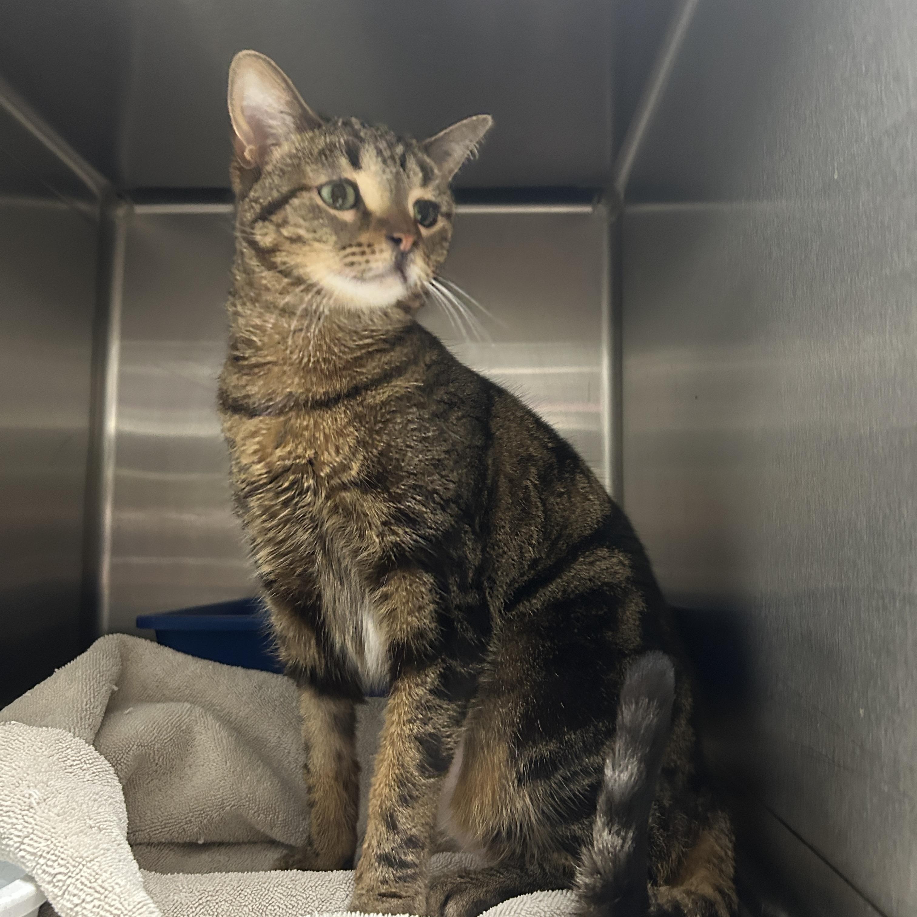 Enlarge Rumi, an adoptable Domestic Short Hair in La Grange Park, IL image 4/4