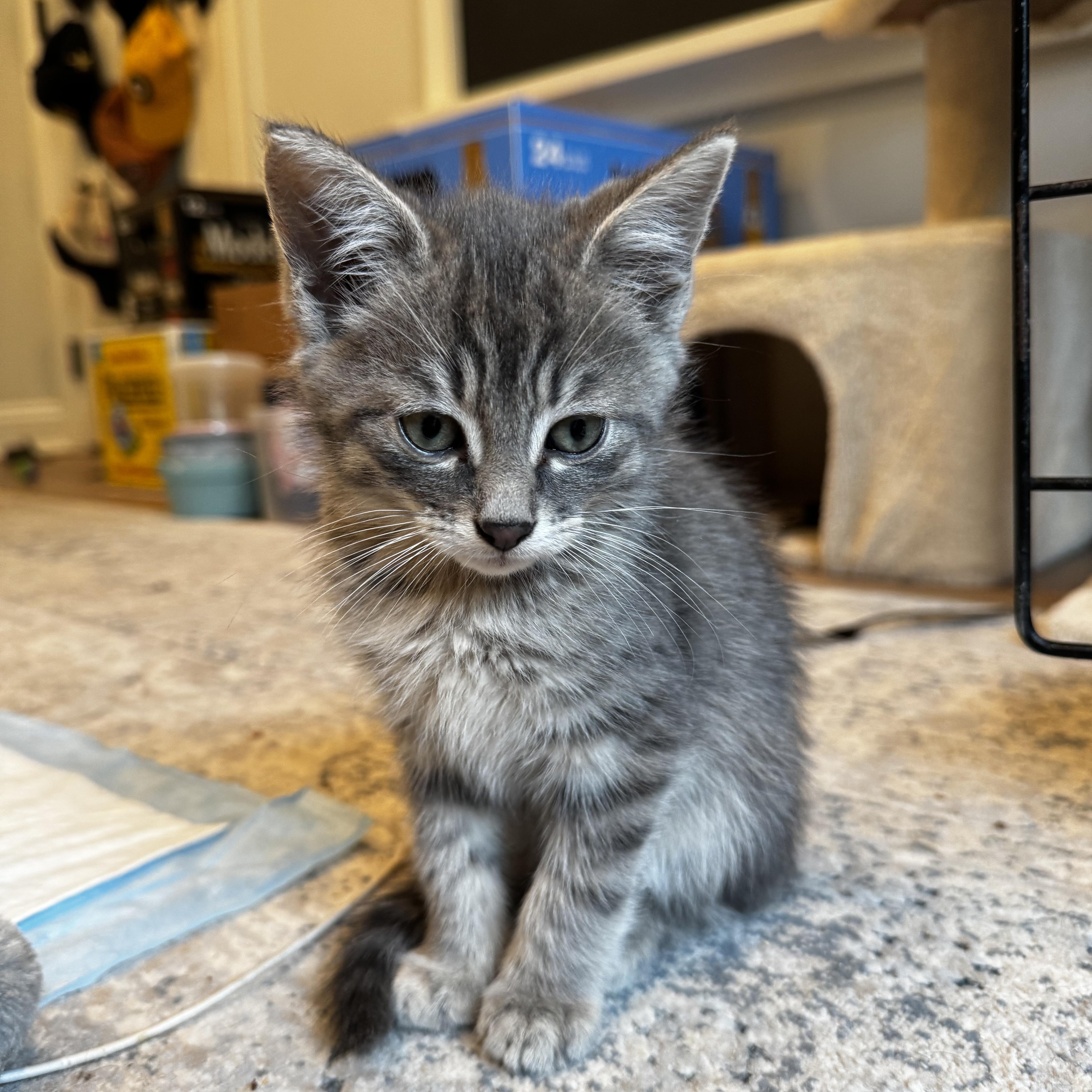 Seamus, a Adoptable Domestic Short Hair in Moriches, NY image 2/4