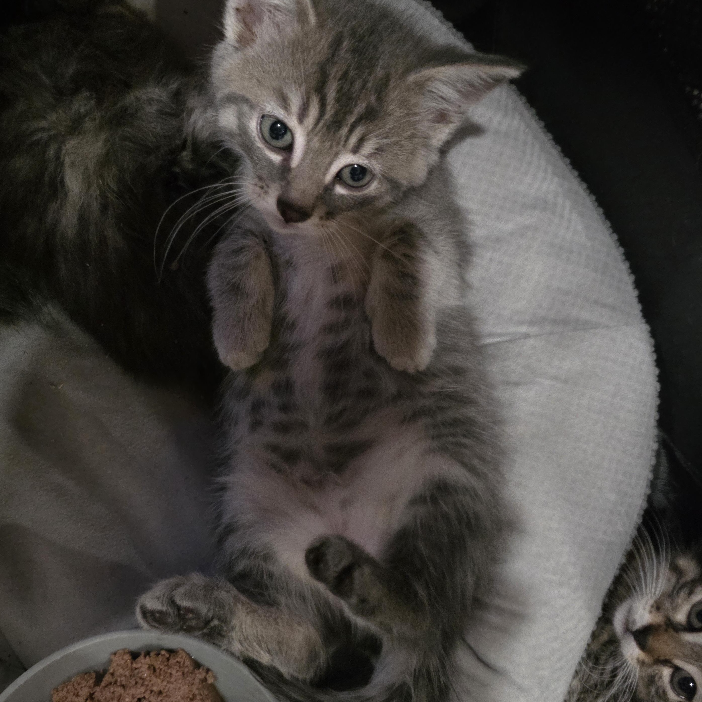 Seamus, a Adoptable Domestic Short Hair in Moriches, NY image 4/4