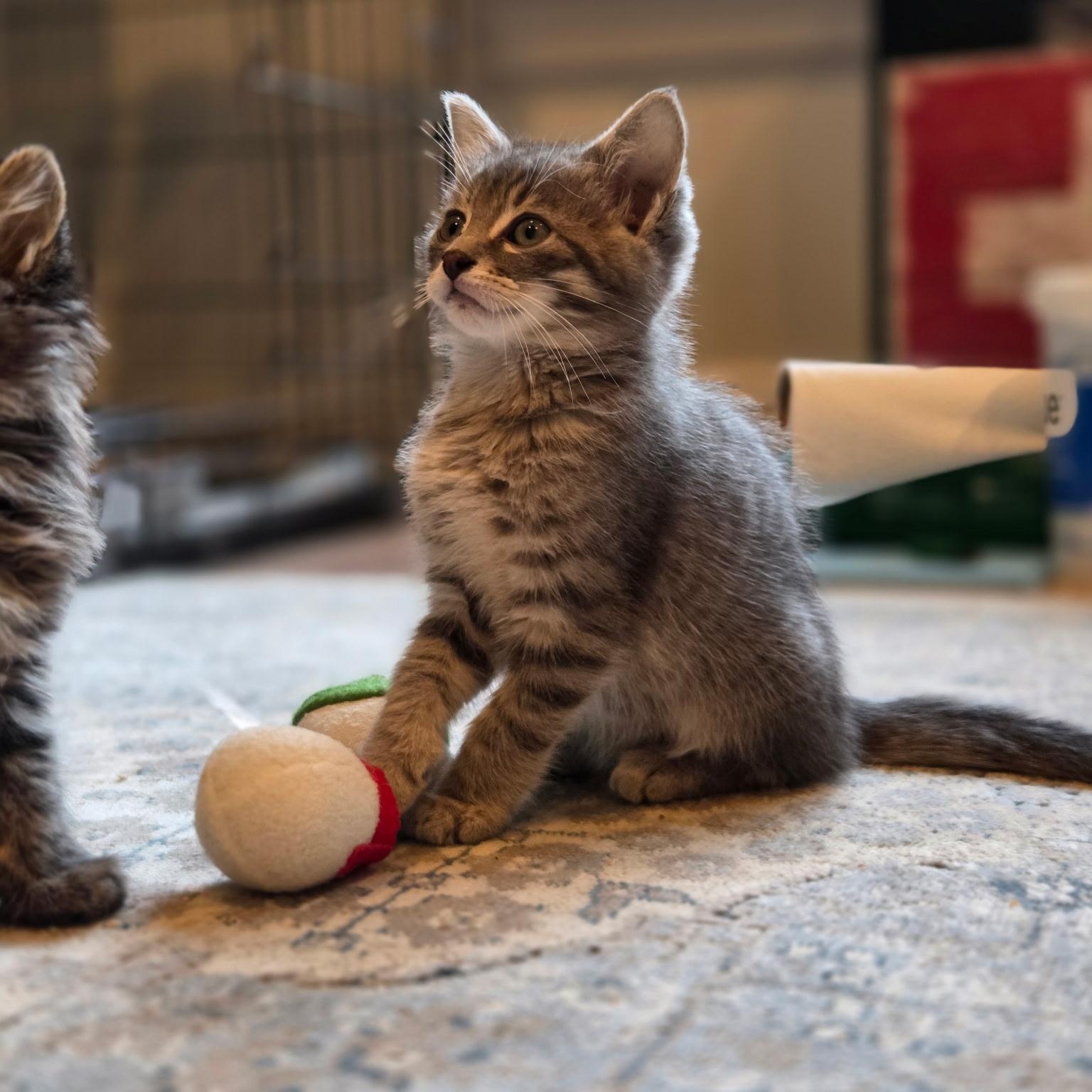 Seamus, Adoptable, Kitten Male Domestic Short Hair.