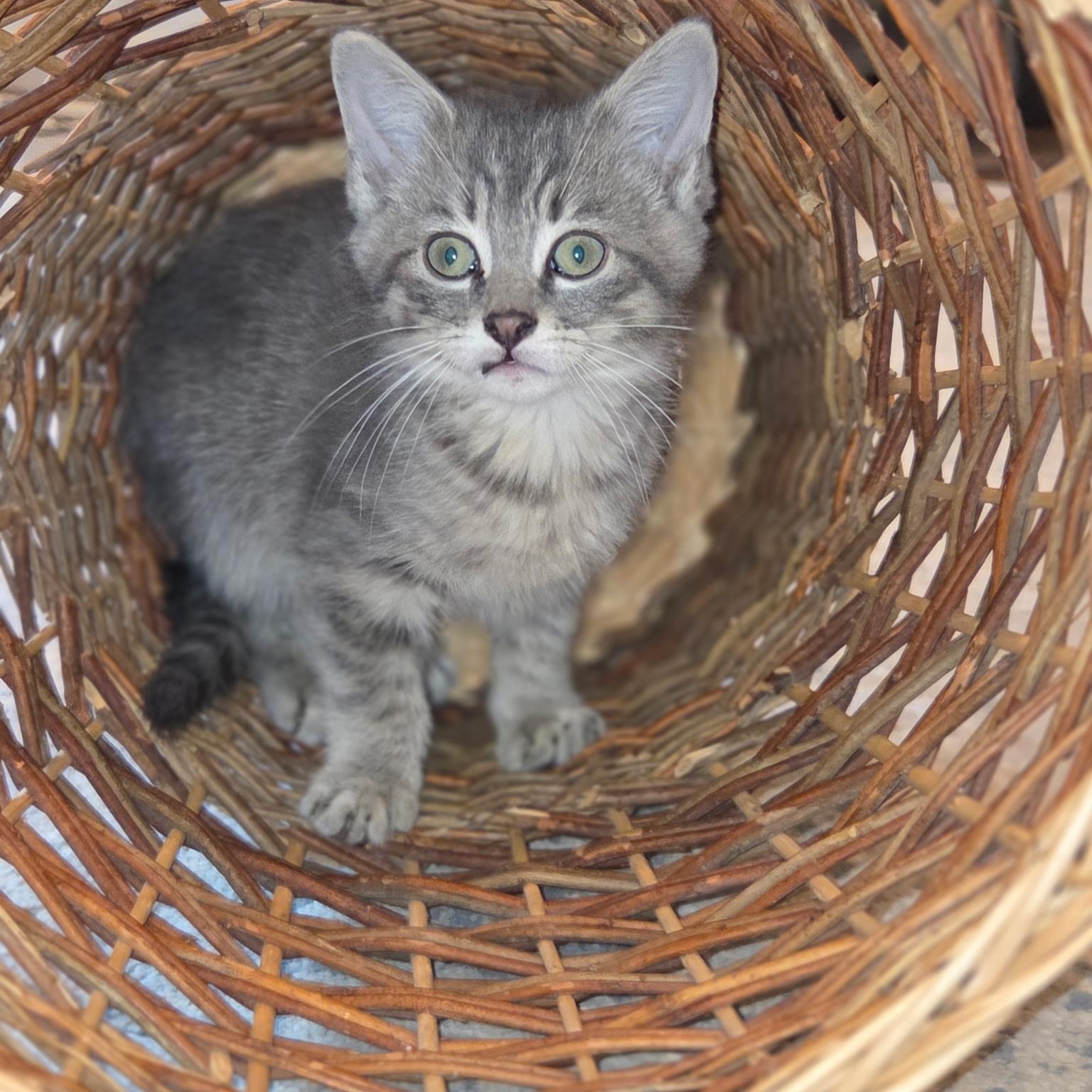 Seamus, a Adoptable Domestic Short Hair in Moriches, NY image 3/4