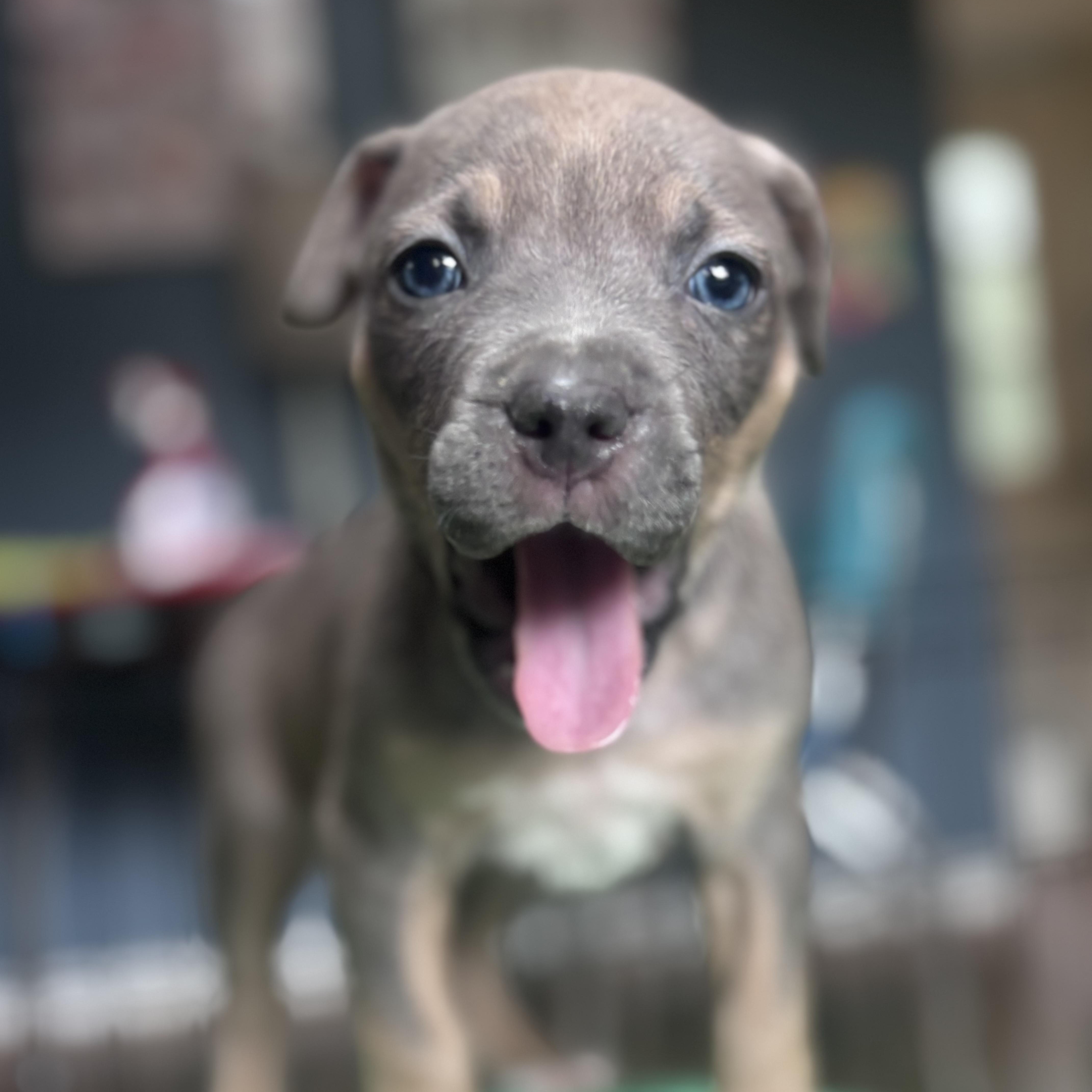 Enlarge Rascal Rascals - Local Pup, a Adoptable mixed breed in Andover, MA image 1/4