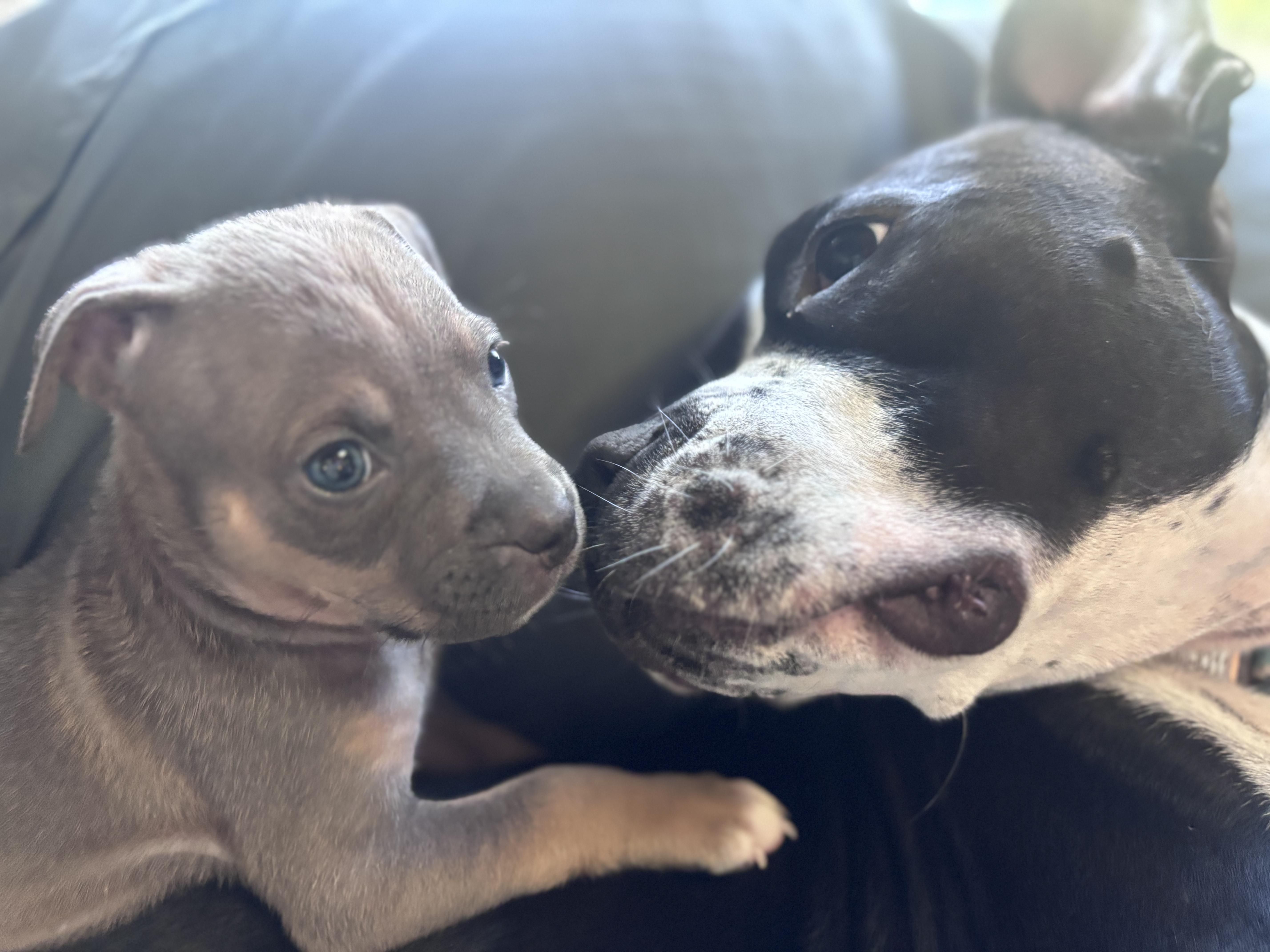 Enlarge Rascal Rascals - Local Pup, a Adoptable mixed breed in Andover, MA image 2/4