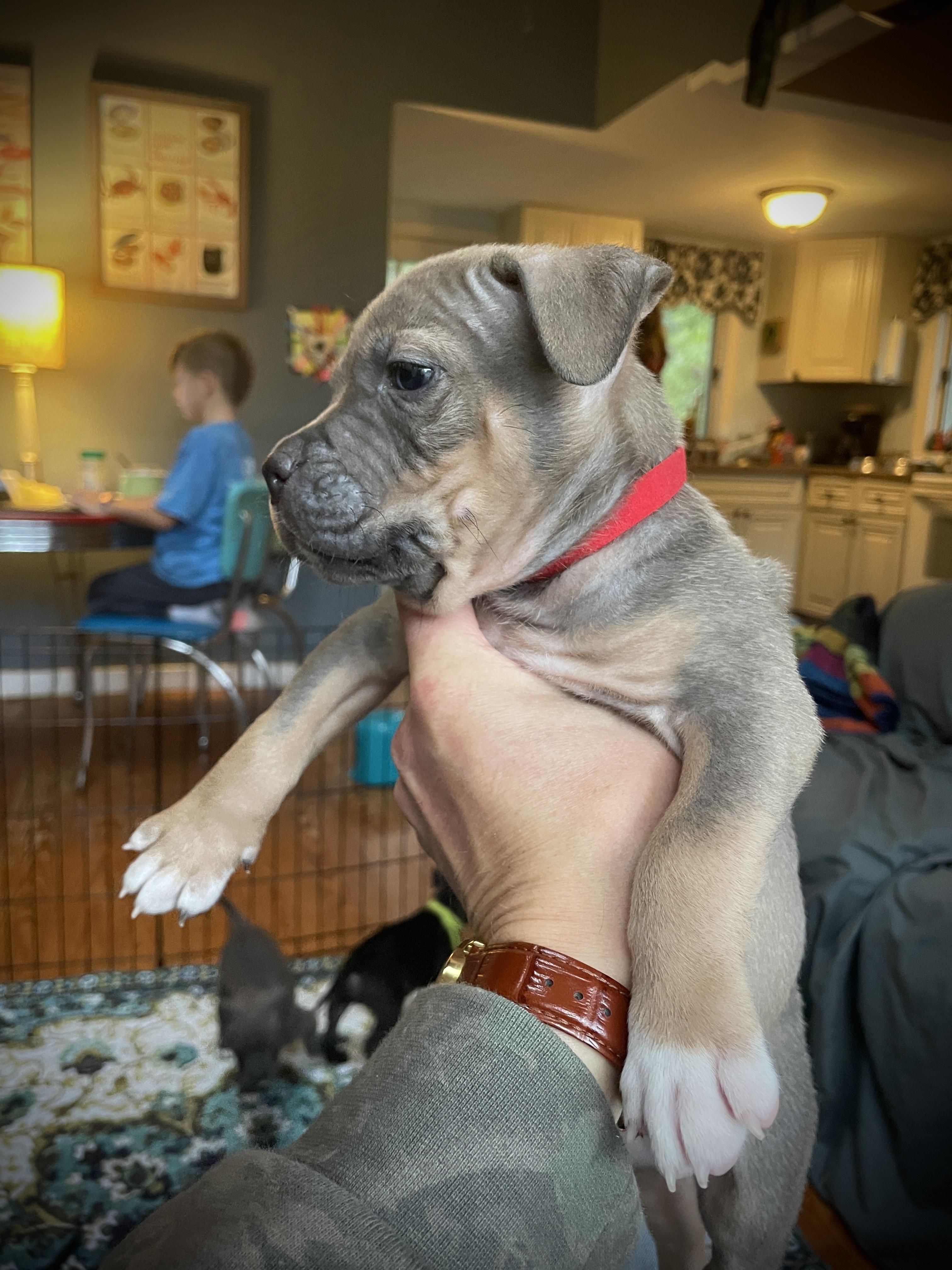 Enlarge Rascal Rascals - Local Pup, a Adoptable mixed breed in Andover, MA image 3/4