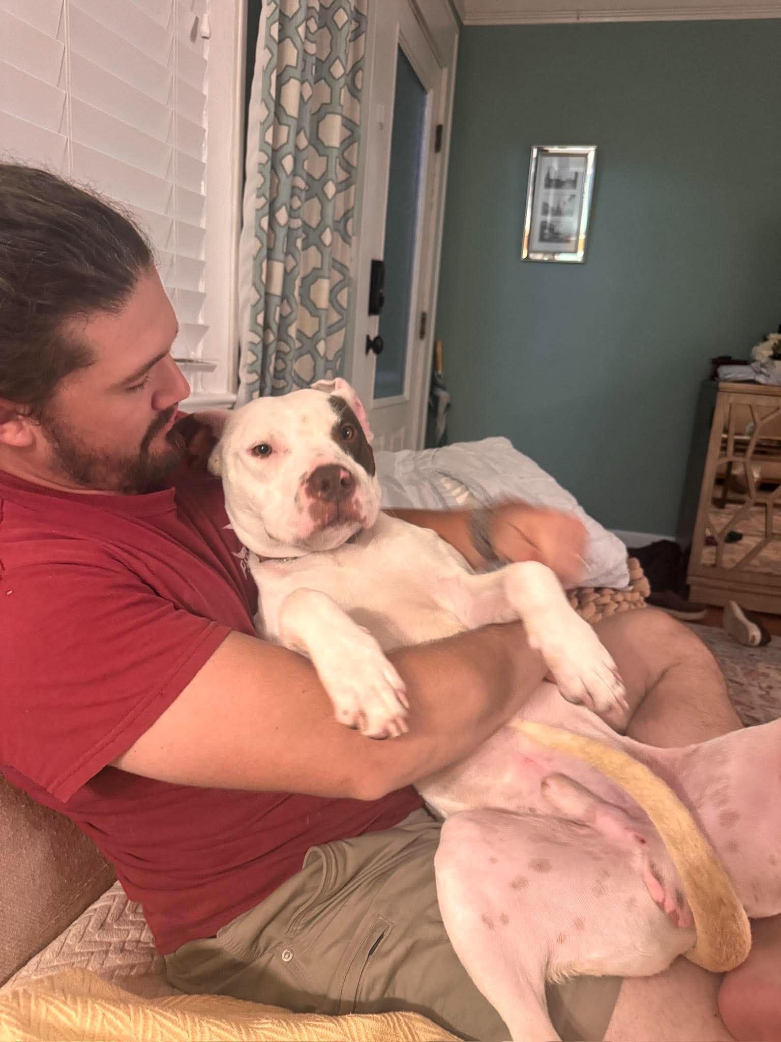 Enlarge Georgie, a Adoptable Pit Bull Terrier in Mount Pleasant, SC image 2/3