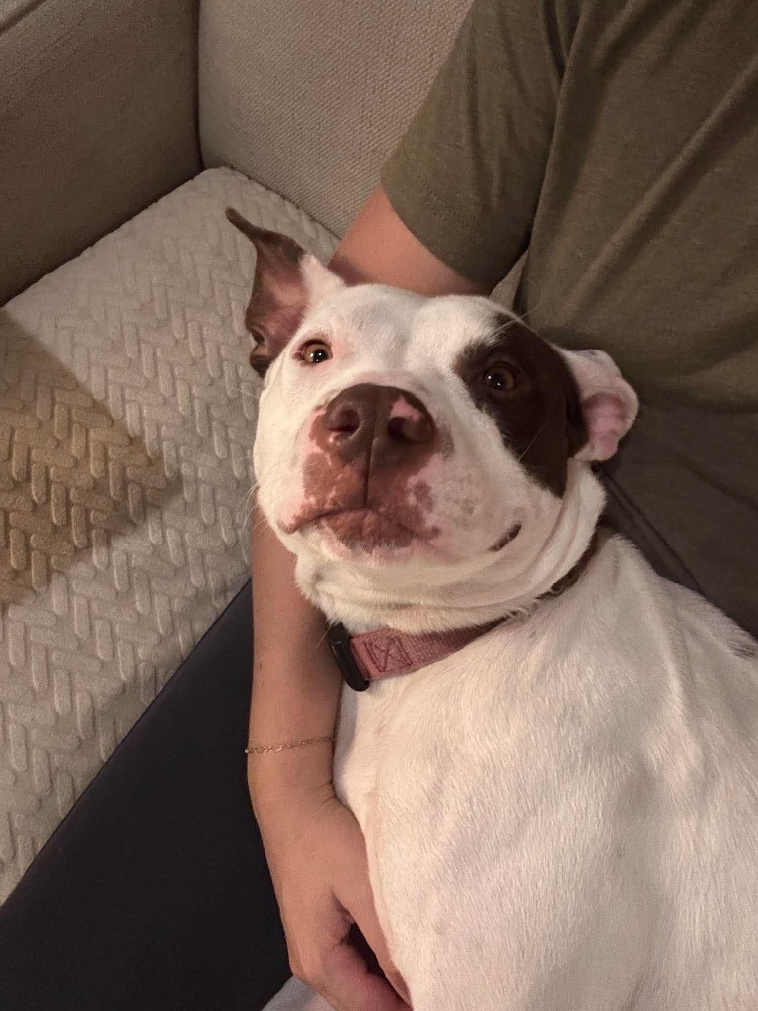Enlarge Georgie, a Adoptable Pit Bull Terrier in Mount Pleasant, SC image 3/3