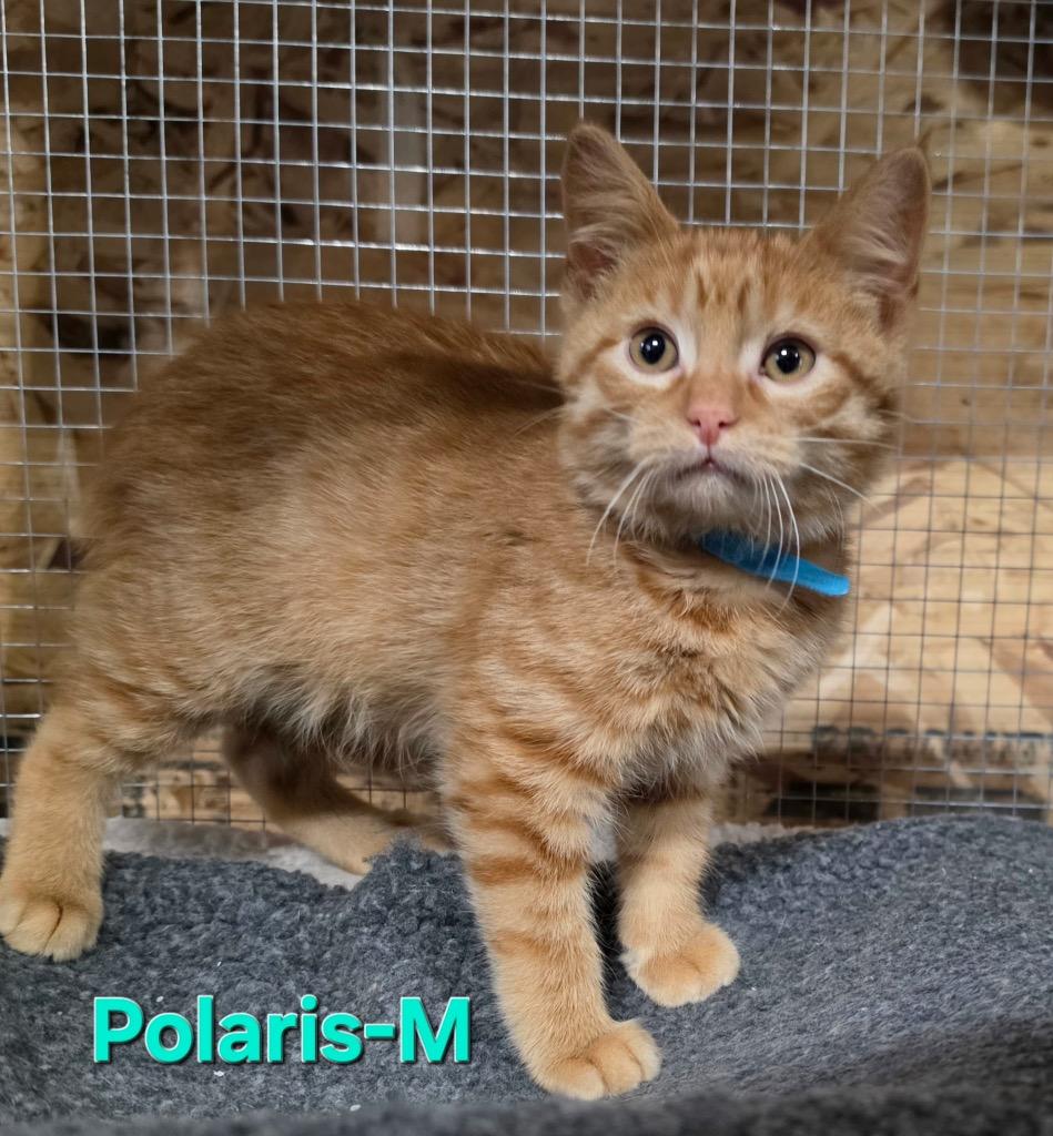 Enlarge Polaris, a Adoptable Domestic Short Hair in Cloquet, MN image 1/1
