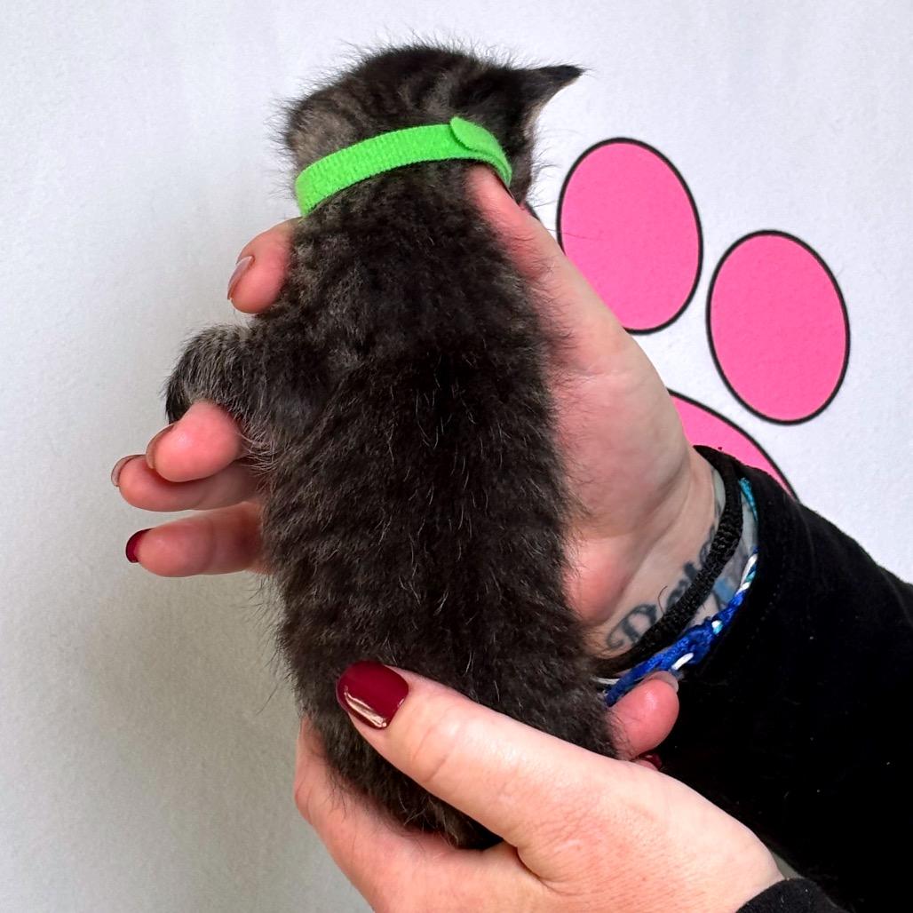 Doc, Adoptable, Kitten Male American Shorthair.