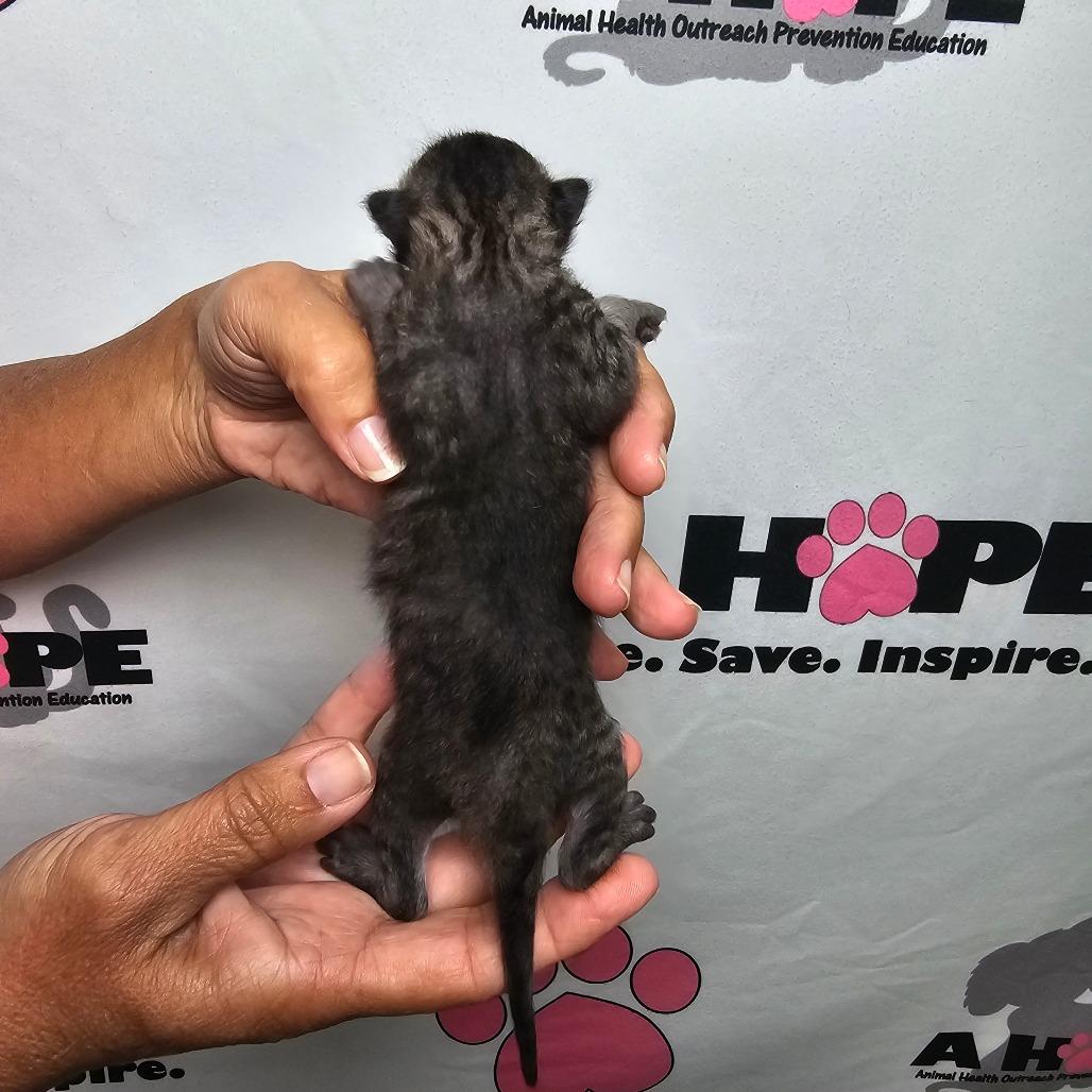 Doc, Adoptable, Kitten Male American Shorthair.