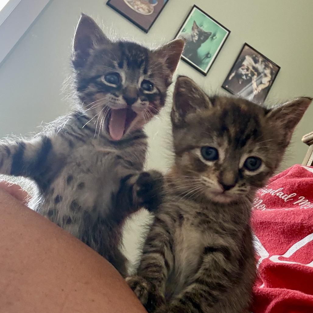 Enlarge Doc, a Adoptable mixed breed in Milton, FL image 3/6