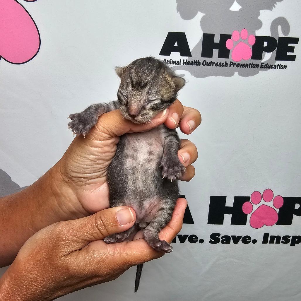 Enlarge Doc, a Adoptable mixed breed in Milton, FL image 2/2