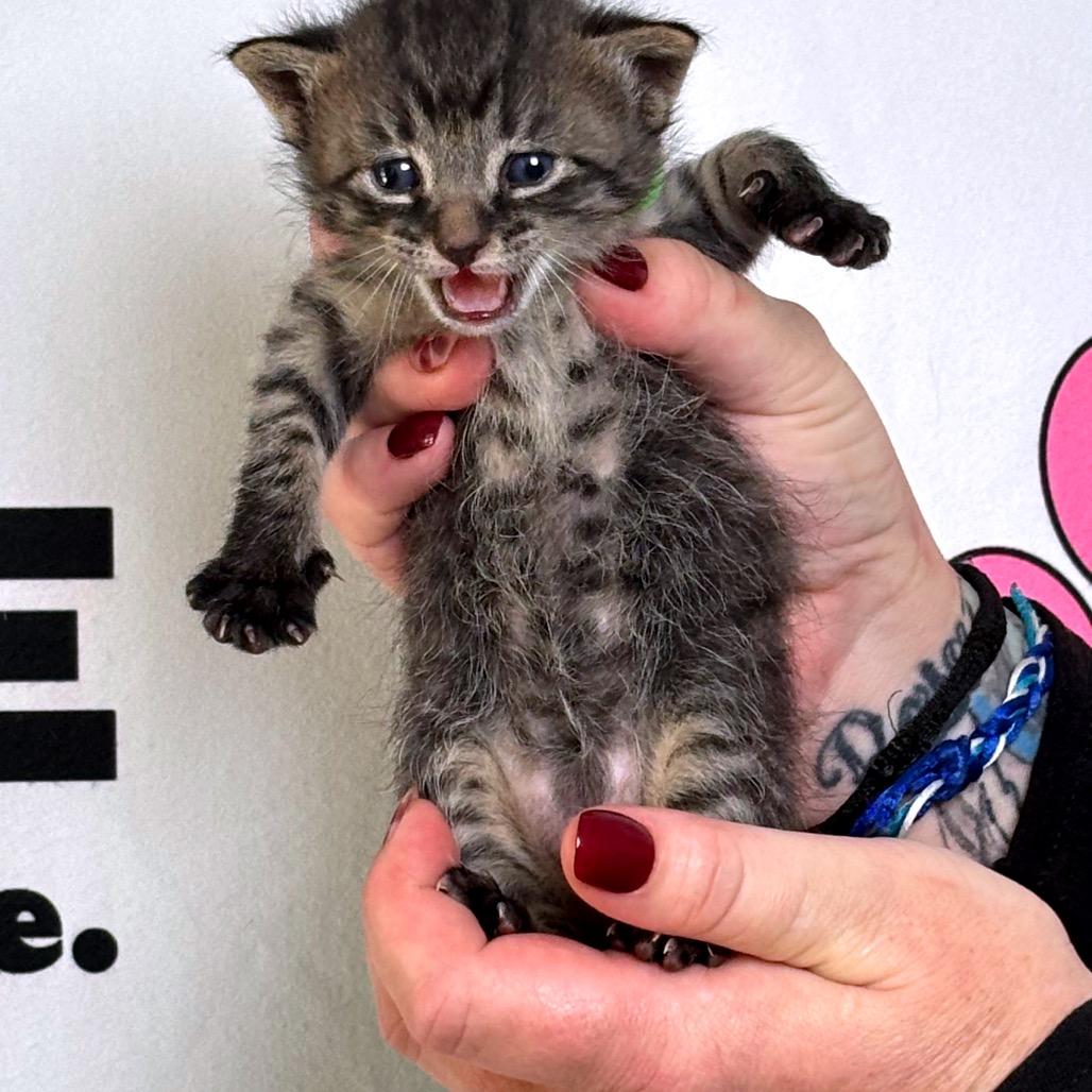 Enlarge Doc, a Adoptable mixed breed in Milton, FL image 5/6