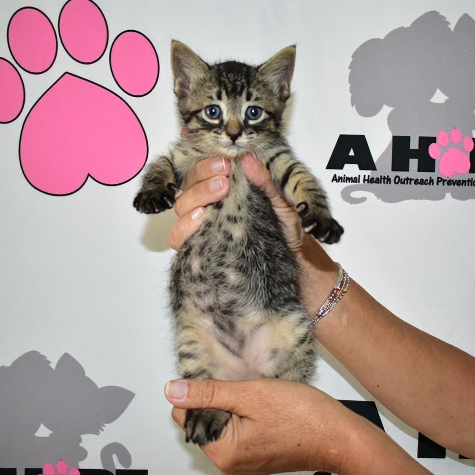 Enlarge Doc, a Adoptable mixed breed in Milton, FL image 6/6