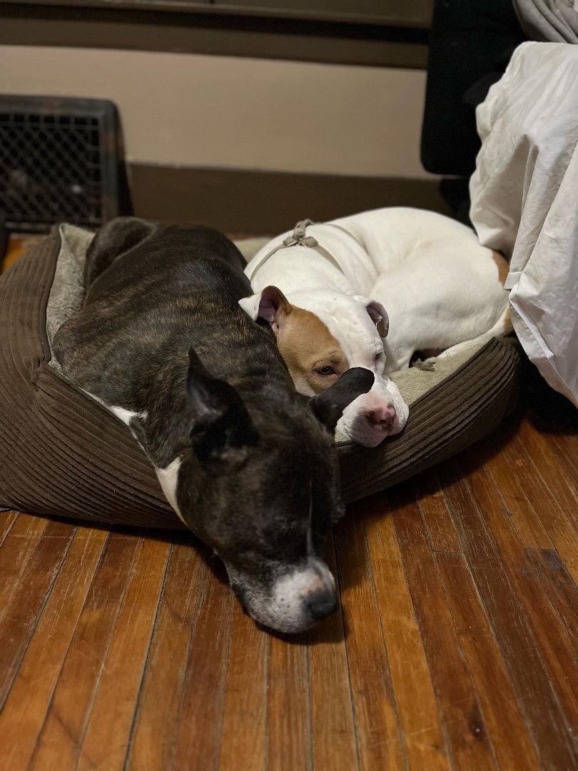 Zz Roxy~Courtesy, Adoptable, Senior Female Boxer & Labrador Retriever.