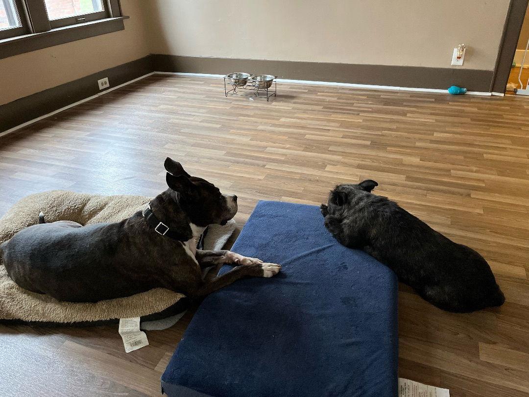 Enlarge Zz Roxy~Courtesy, a Adoptable mixed breed in Utica, MI image 2/3