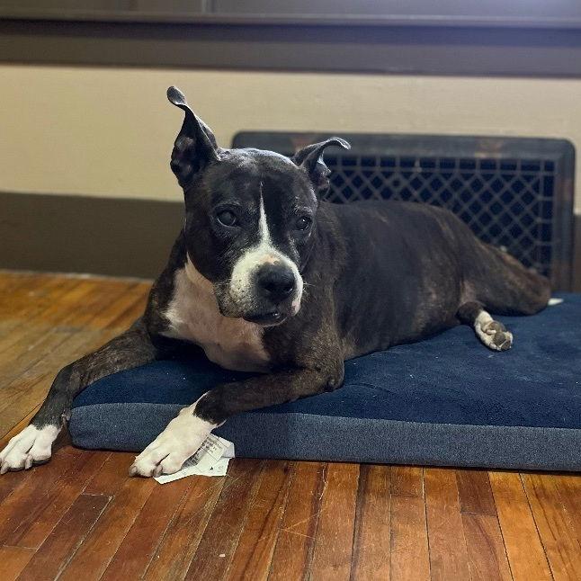 Zz Roxy~Courtesy, Adoptable, Senior Female Boxer & Labrador Retriever.