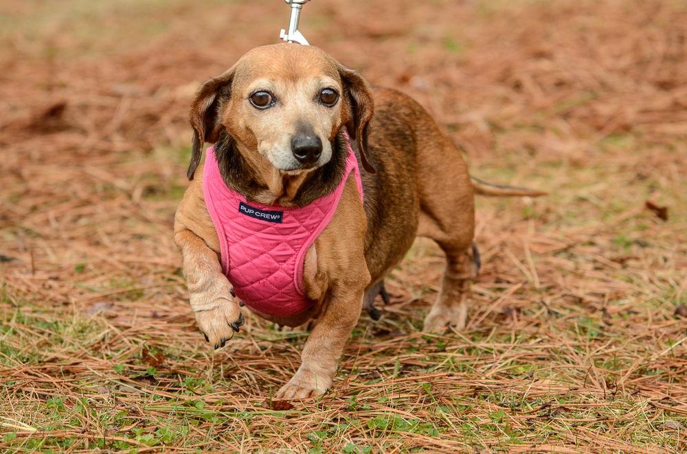 Doris, Adoptable, Senior Female Dachshund.