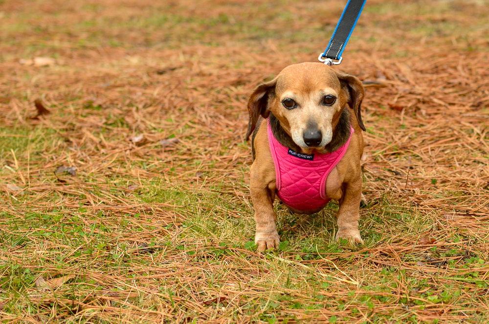 Enlarge Doris, a Adoptable Dachshund in Brick, NJ image 2/3