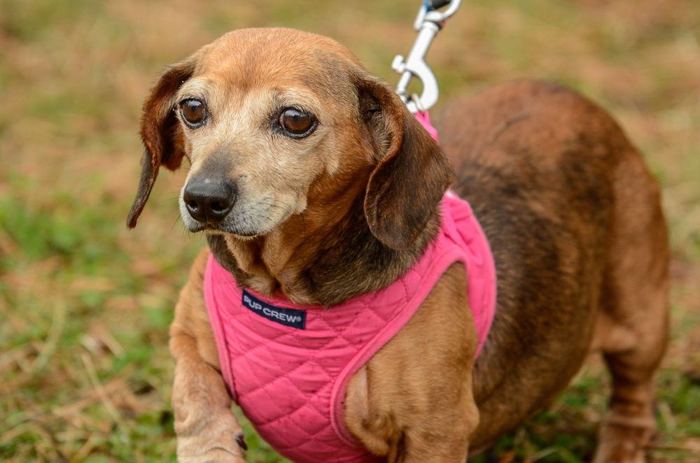 Enlarge Doris, a Adoptable Dachshund in Brick, NJ image 3/3