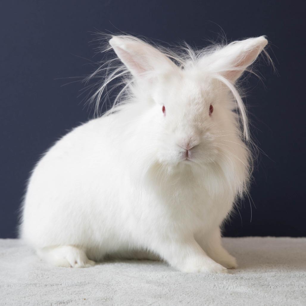 Zipper, Adoptable, Young Male Lionhead.