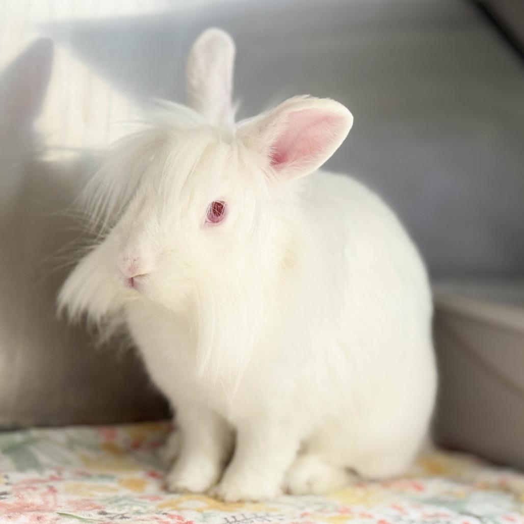 Zipper, a Adoptable Lionhead in Richmond, CA image 2/6