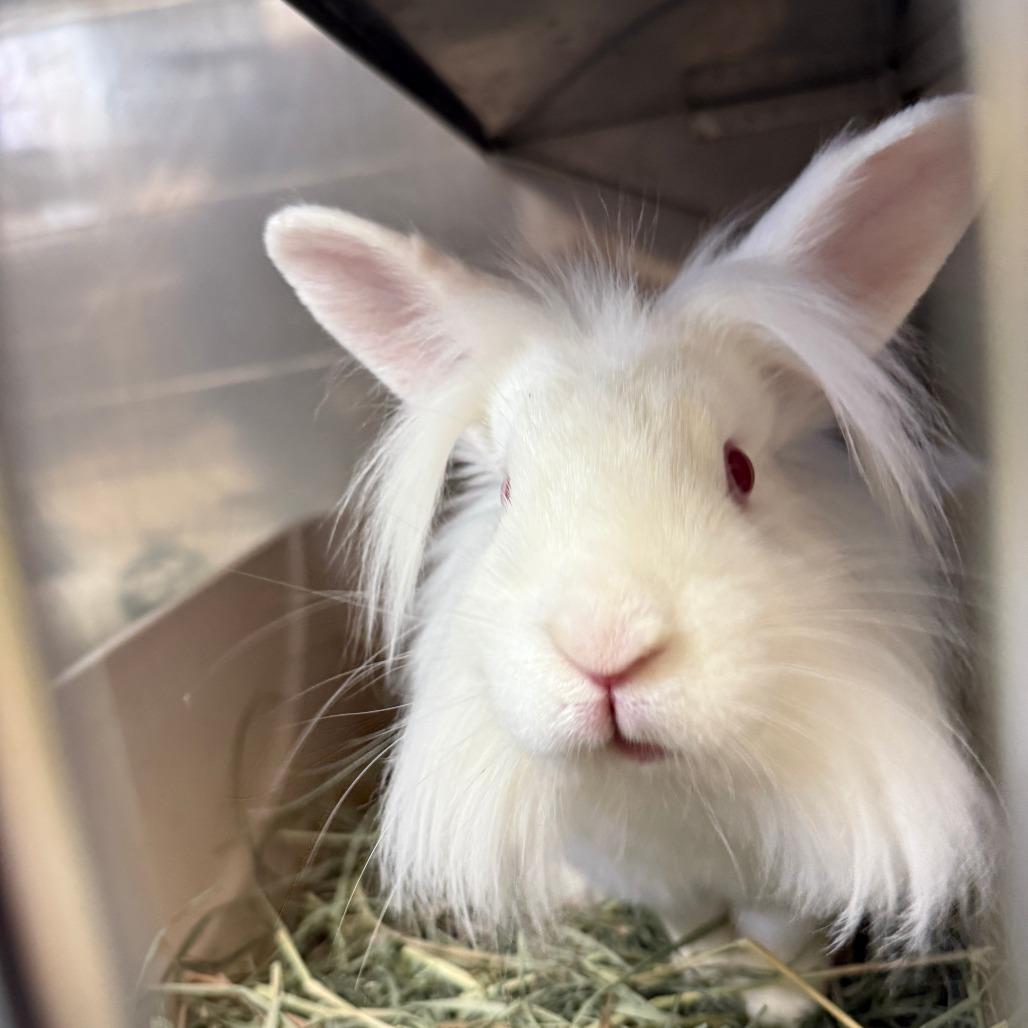 Zipper, a Adoptable Lionhead in Richmond, CA image 3/6