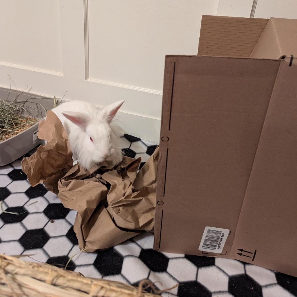 Zipper, a Adoptable Lionhead in Richmond, CA image 4/6