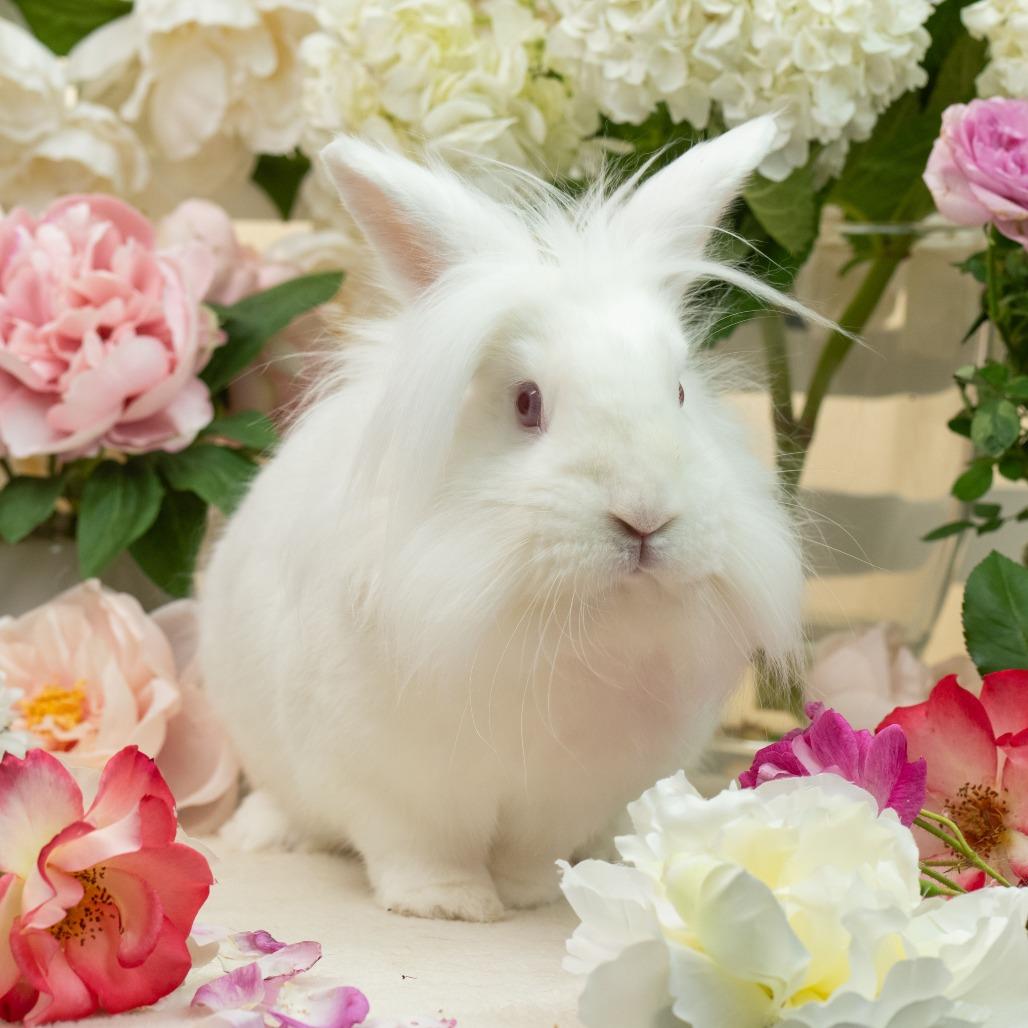 Enlarge Zipper, a Adoptable Lionhead in Richmond, CA image 4/6