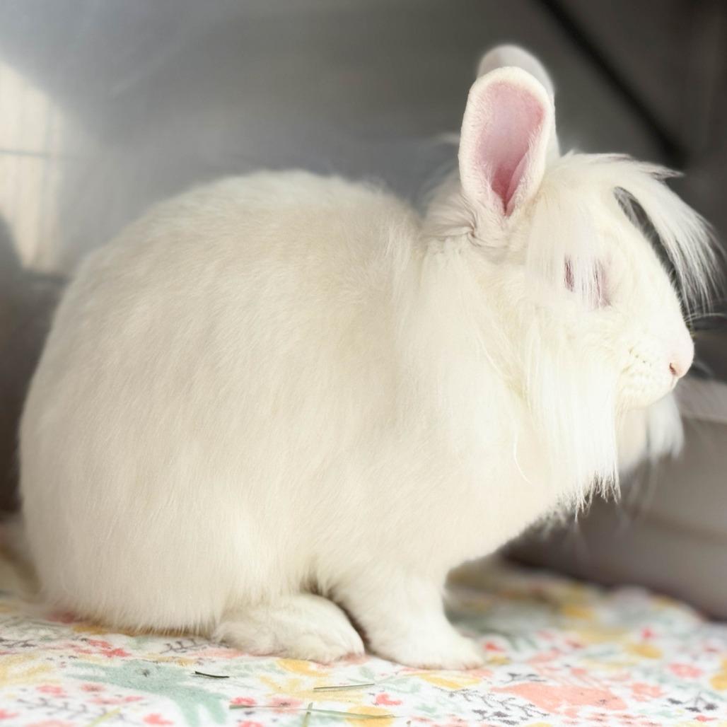 Zipper, a Adoptable Lionhead in Richmond, CA image 5/6