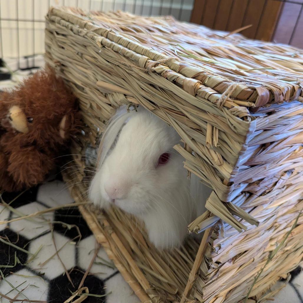 Zipper, a Adoptable Lionhead in Richmond, CA image 6/6
