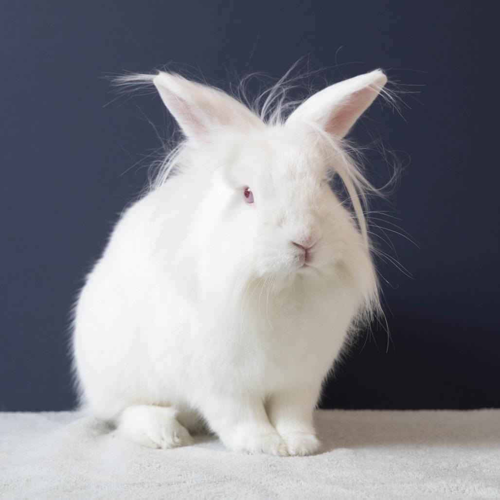 Enlarge Zipper, a Adoptable Lionhead in Richmond, CA image 6/6