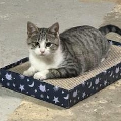 Enlarge Letty, an adopted Domestic Short Hair in Johnson City, TN image 3/3